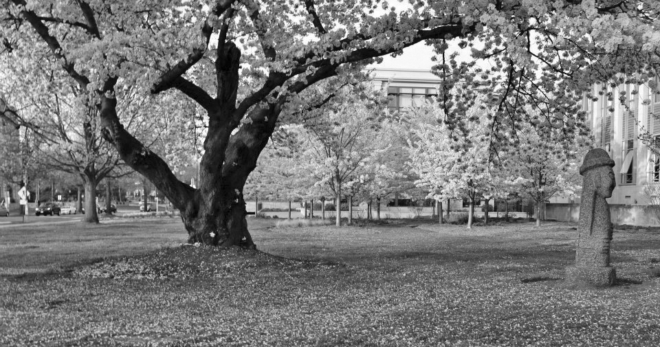 Diplomacy Blossoms: The Secret History of DC's Favorite Tree